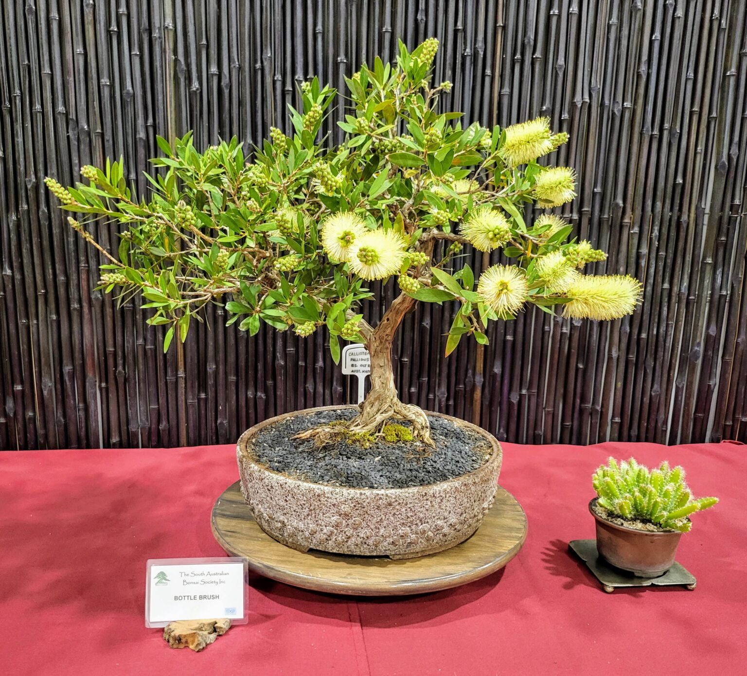South Australian Bonsai Society
